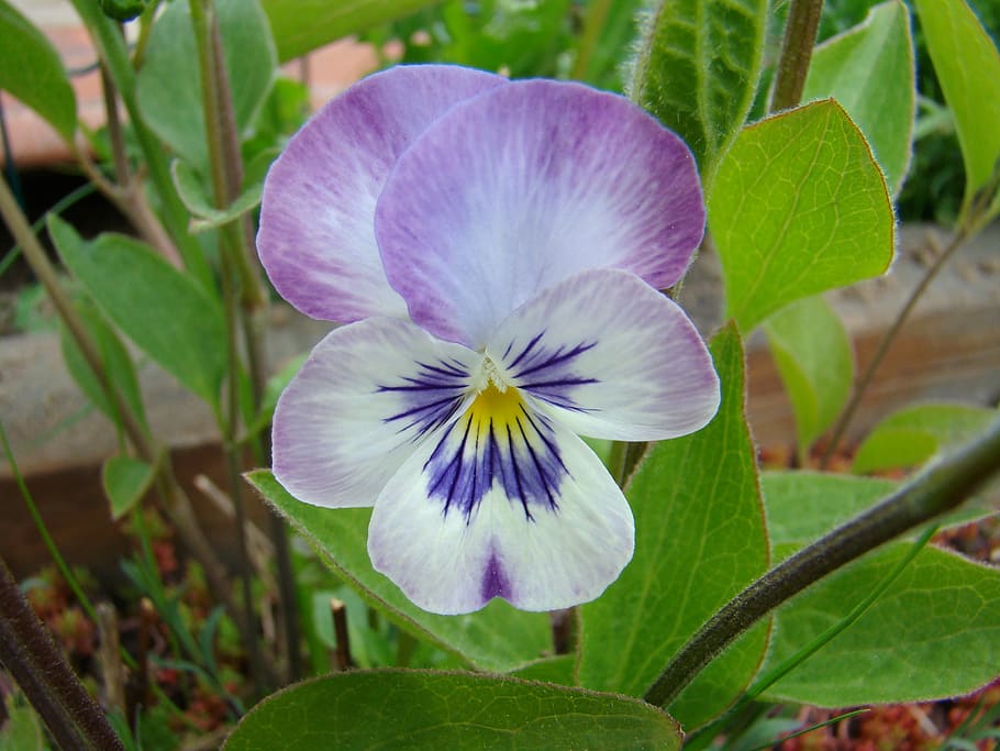 wild pansy, flower, summer, nature, flowering plant, plant, fragility, beauty in nature, vulnerability, freshness
