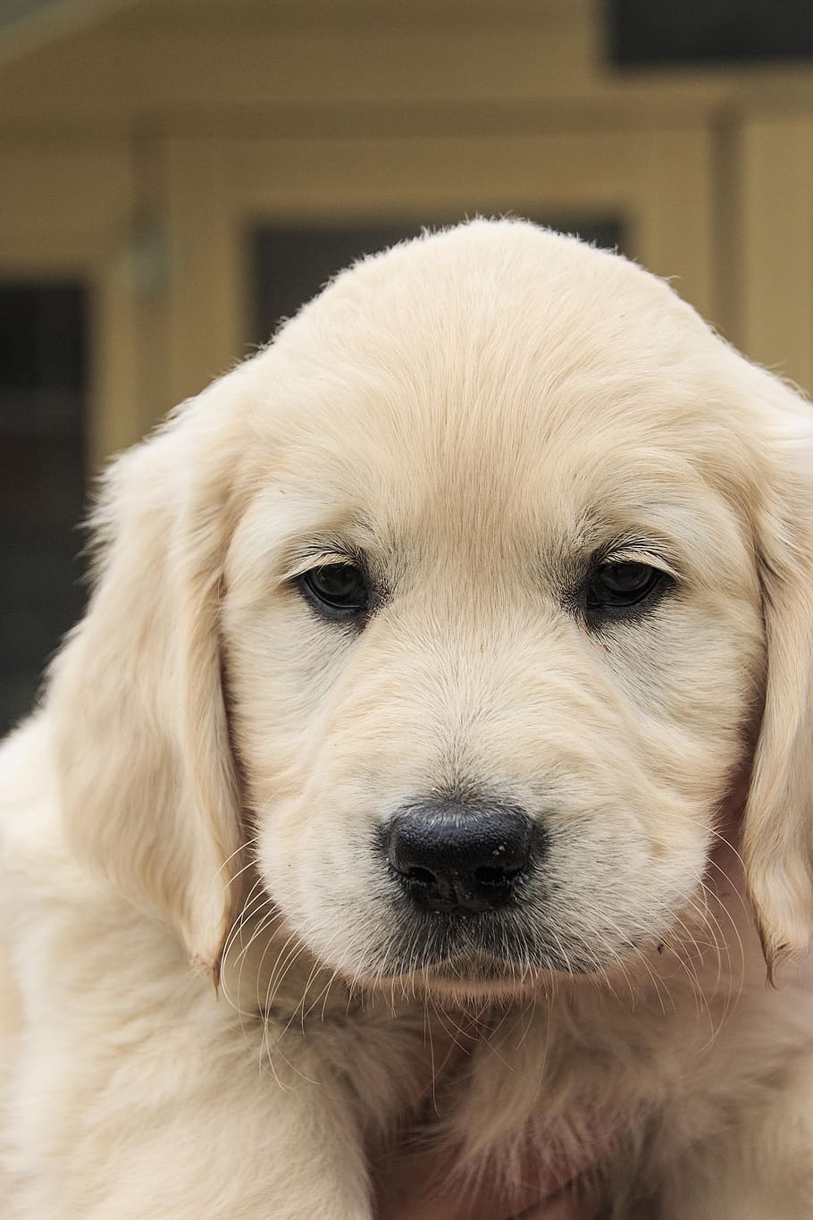 cute puppy, golden retriever, golden, retriever, cute, pup, adorable, one animal, dog, canine