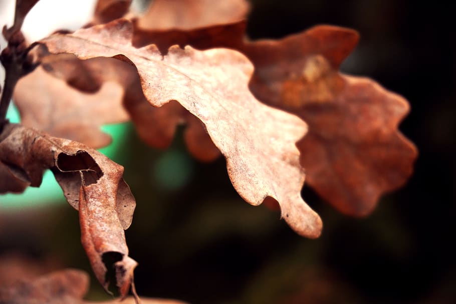 dry, environment, leaf, tree, plant, nature, outdoor, blur, plant part, focus on foreground
