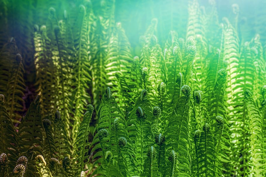 fern, forest, nature, green, growth, flora, close up, leaves, unfold, atmospheric