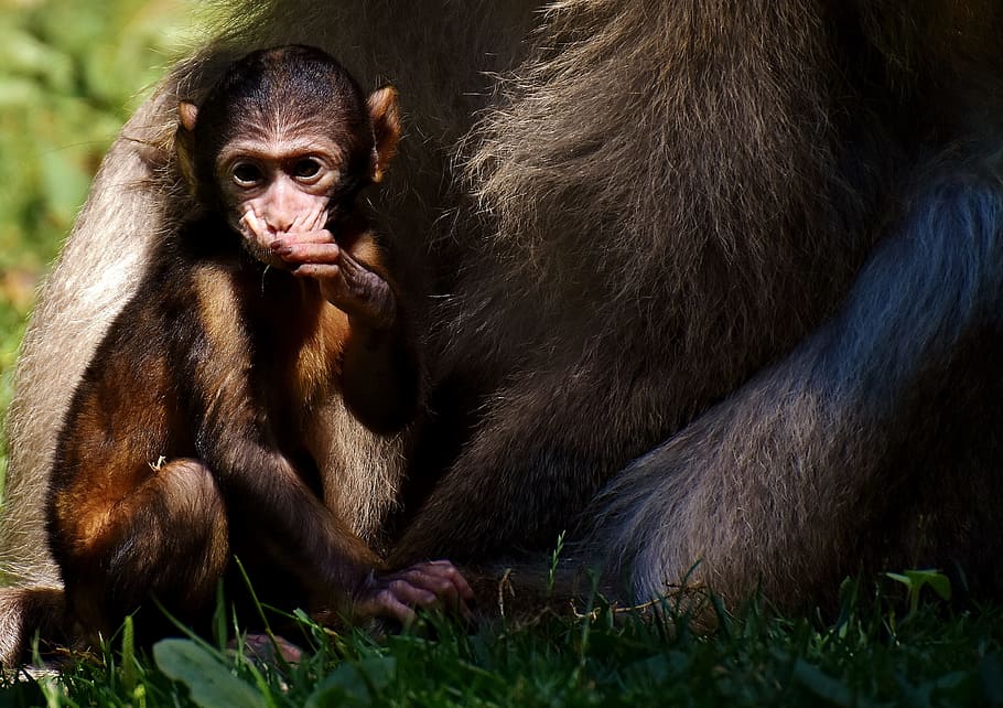 ape, barbary ape, baby monkey, endangered species, monkey mountain salem, animal, wild animal, zoo, primate, mammal