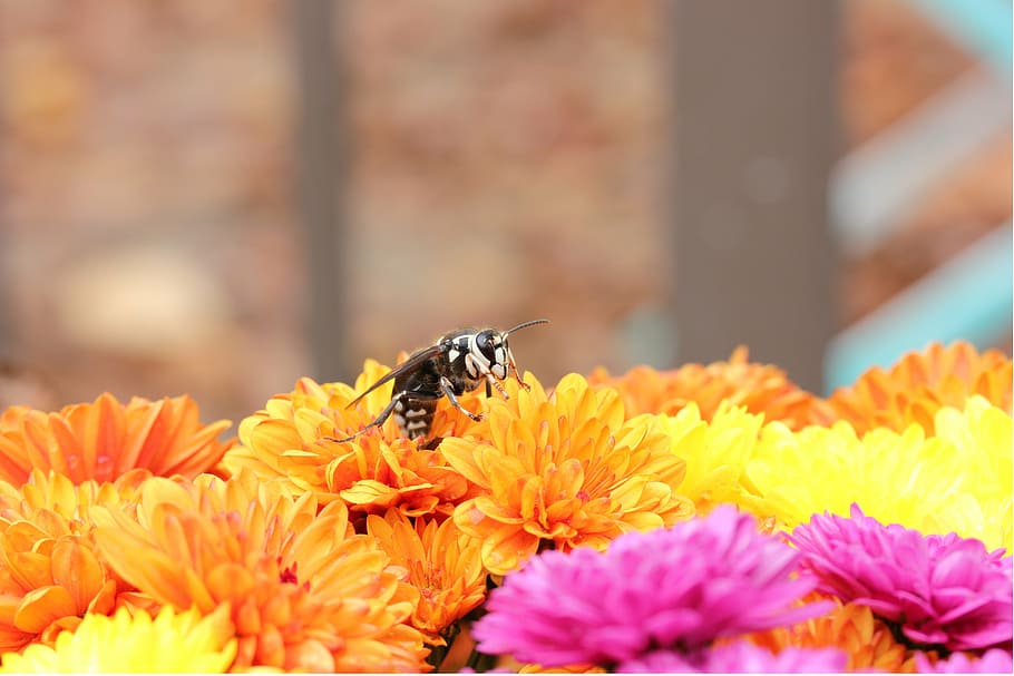 lebah, berwajah botak, bunga, serangga, tawon, alami, kuning, ibu, krisan, tanaman berbunga