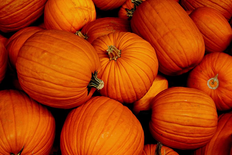 bunch of pumpkins, pumpkin, halloween, autumn, orange, october, stem, thanksgiving, november, season