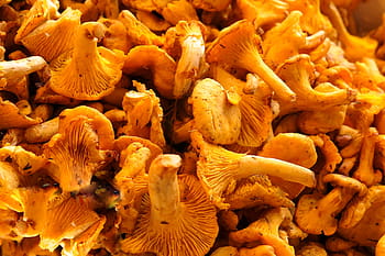 mushrooms-chanterelles-edible-food-royalty-free-thumbnail.jpg