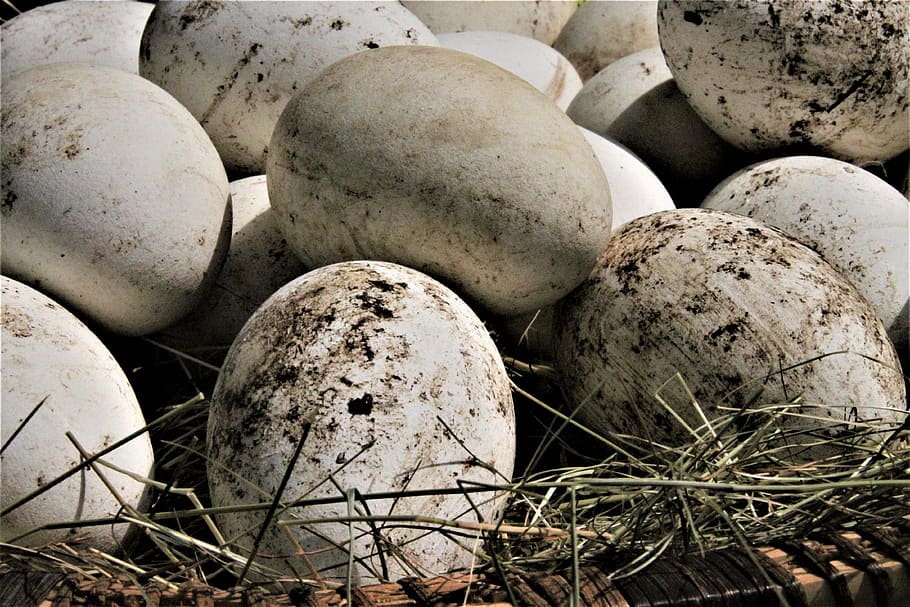 goose, egg, geese eggs, bird, nature, nest, animal world, easter, close-up, day