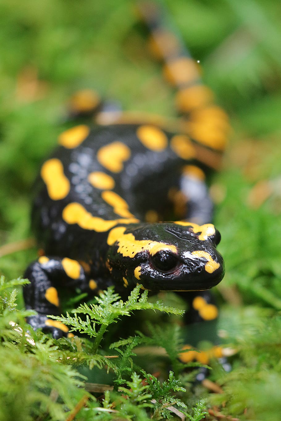 fire salamander, salamander, nature, animal, amphibian, newt, yellow, spotted, nature conservation, black