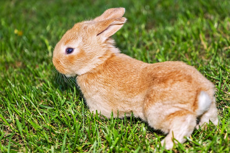 brown, rabbit, green, grassfield, bunny, pet, grass, pets, animals, mammals