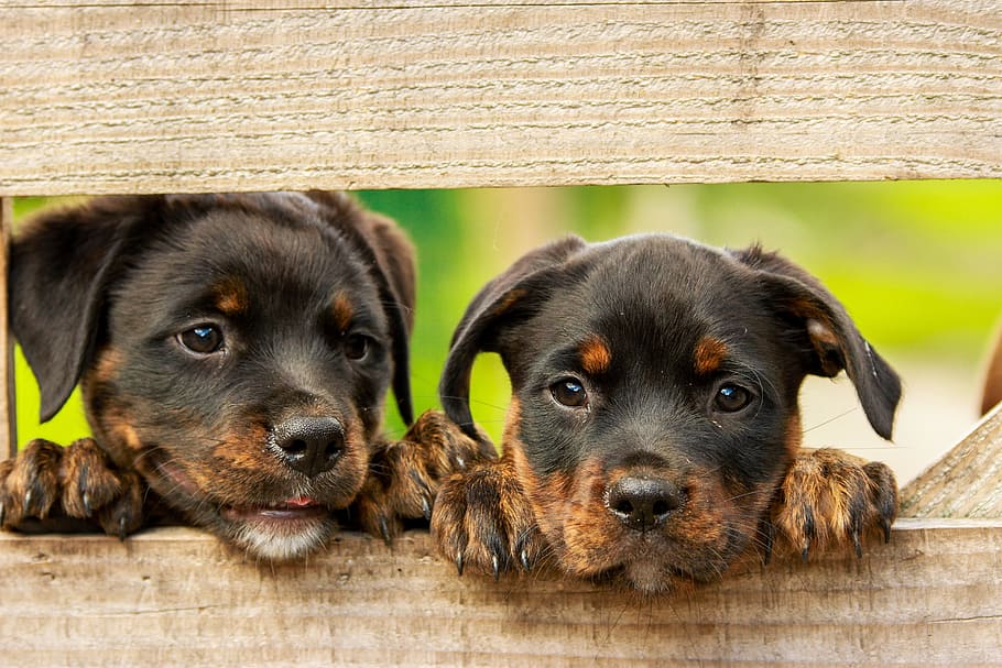 two, puppies, leaning, wooden, fence, rottweiler, puppy, dog, dogs, cute