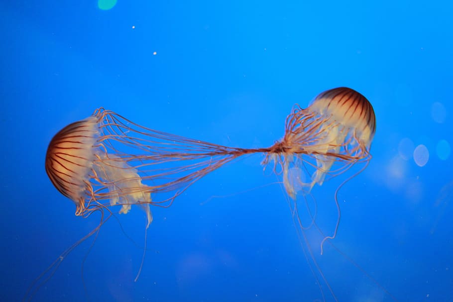 jellyfish, ocean, creatures, fish, sting, sea, underwater, animal, marine, aquatic