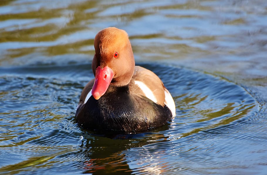 female, mallard duck, body, water, rusty duck, duck, water bird, bird, plumage, drake
