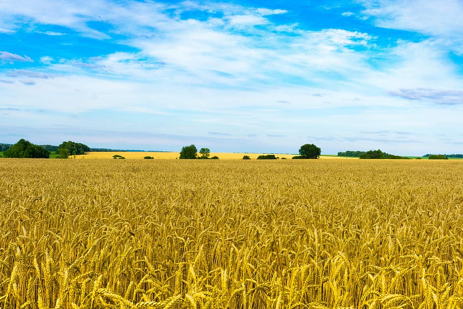 Field, Wheat, Sky, Nature, Agriculture, kolos, crops, bread, summer, wheat ripens