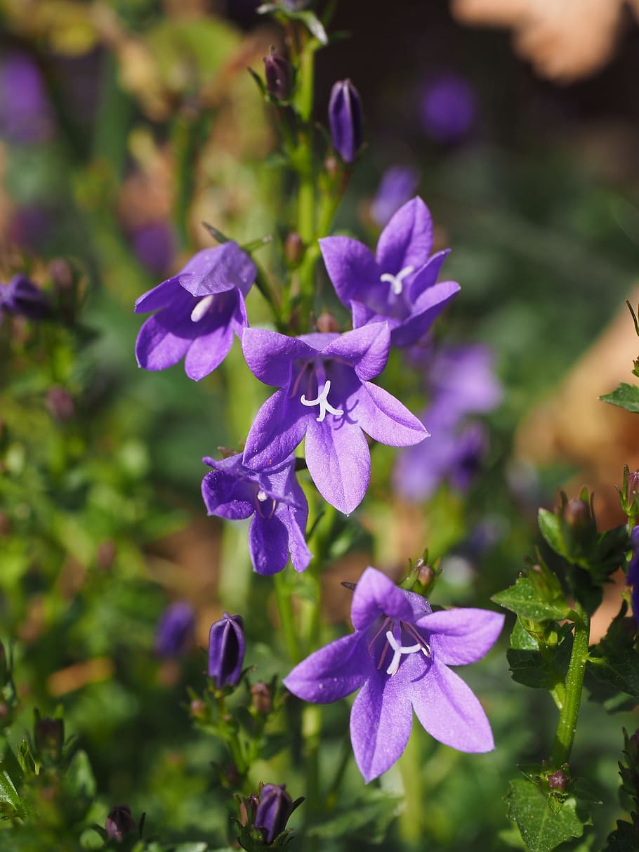 Bellflower, Flor, Bell, Bluebells, flor de primavera, bloom, primavera, planta, bellflower enano, púrpura