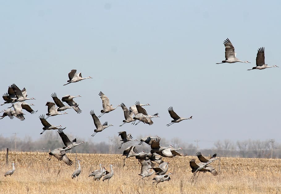 flock, geese, flying, grass field, birdwatching, bird, crane, sandhill, grass, wildlife