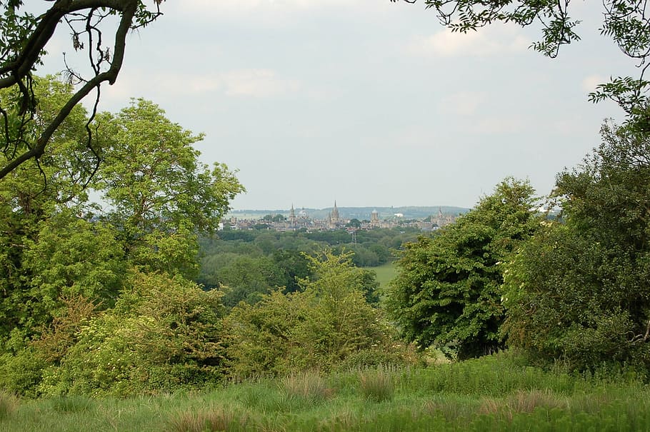 オックスフォード, 夢を見る尖塔, オックスブリッジ, 尖塔, イノシシの丘, カルメル会修道院, 田舎, 木, 植物, 成長