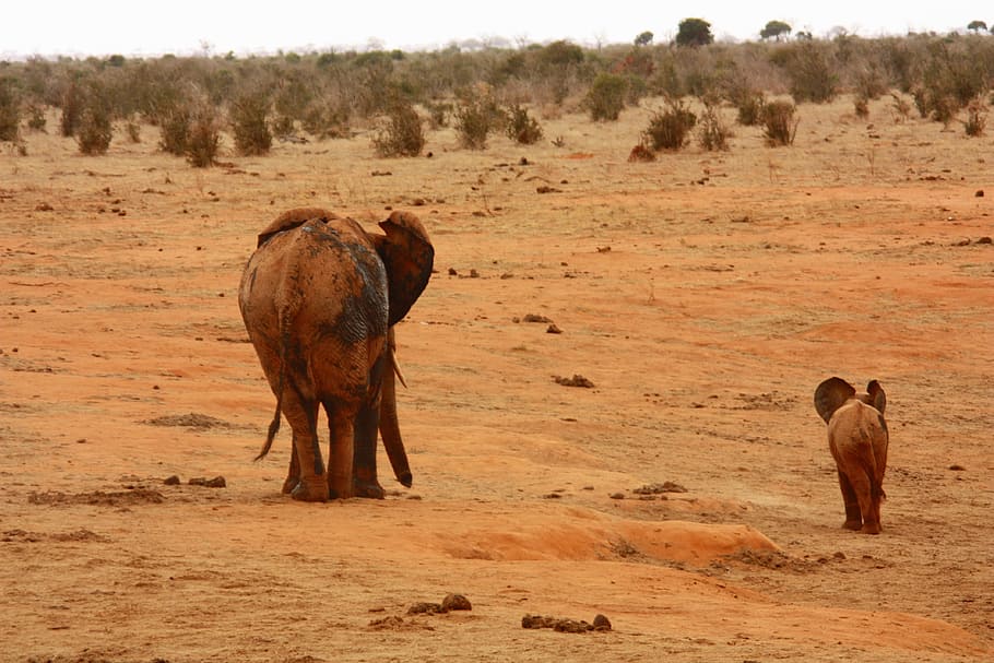 Elefante, Bebé, Animal, Familia, Salvaje, mamífero, safari, África, viaje, Kenia