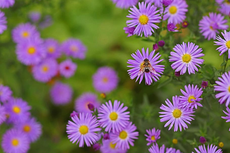 purple, herbstaster, autumn, close up, violet, garden, nature, asters, blossom, bloom