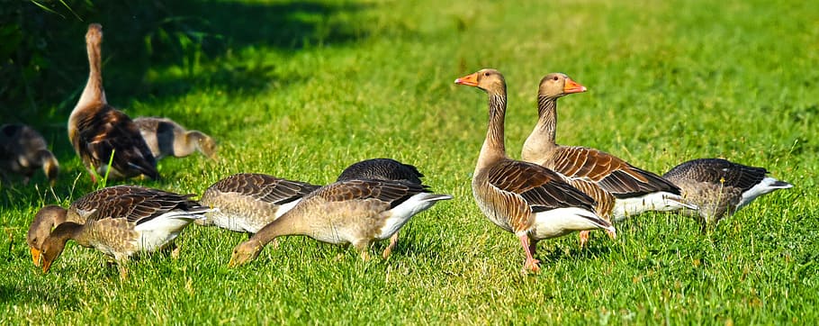 herd, swan, green, grass field, goose, waterbird, waterfowl, bird, animal, plumage