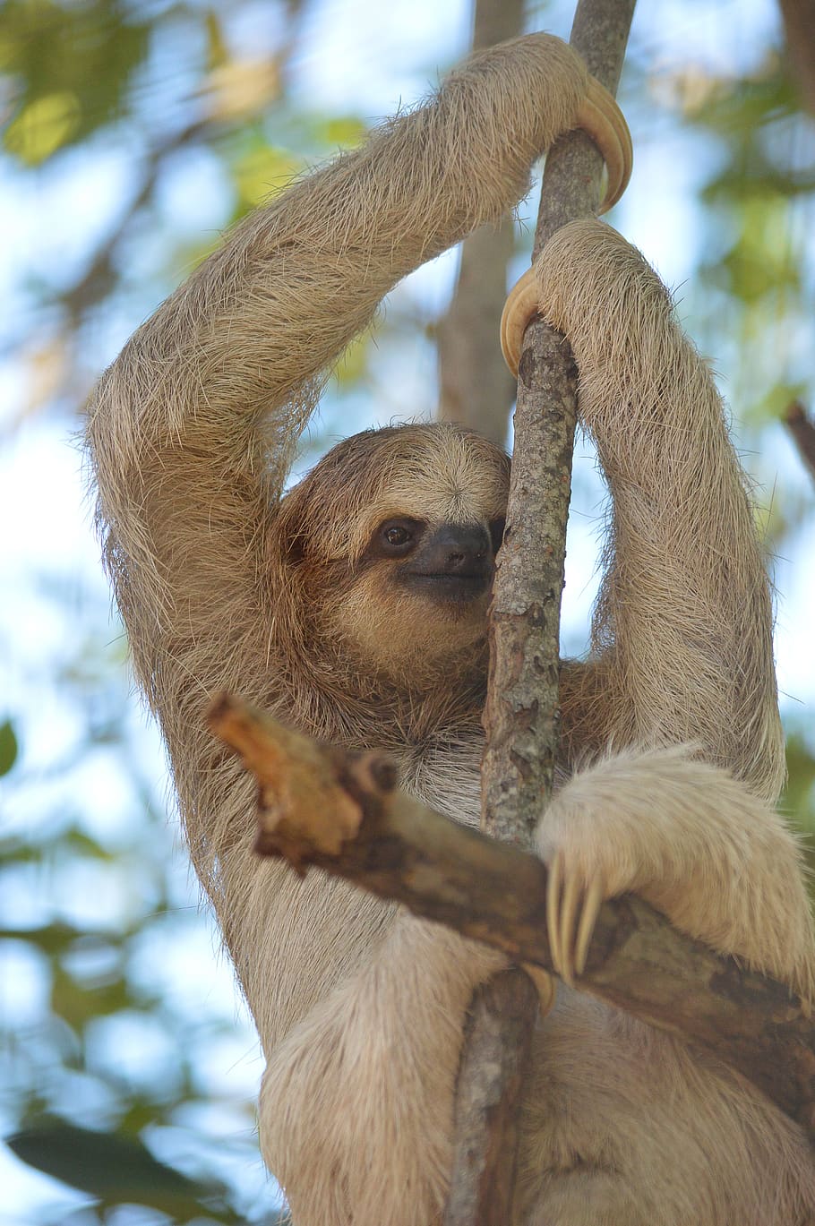 sloth, animal, mammal, tree, lazy, nature, jungle, wildlife, zoo, hanging