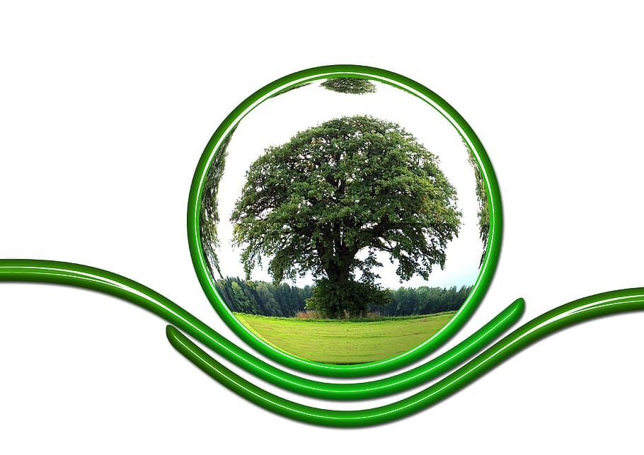 green tree, protect, ecology, protection, tree, responsibility, globe, earth, world, globalization