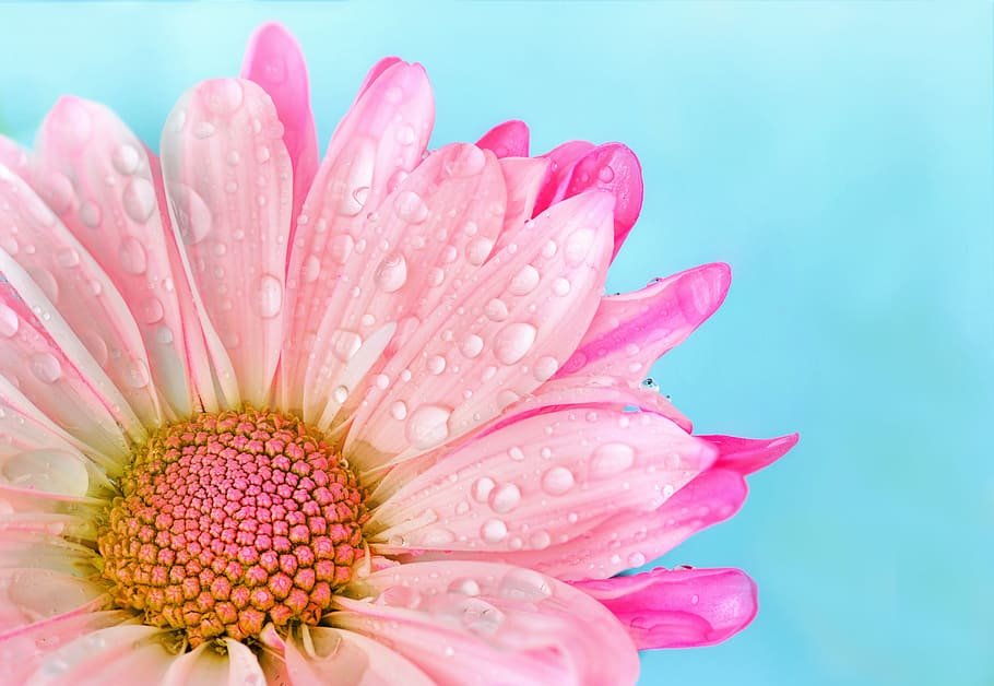 pink, chrysanthemum flower, closeup, photography, flower, nature, flora, summer, petal, daisy