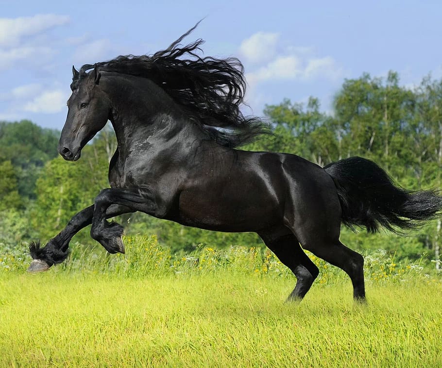 horse, black, handsome, mammal, domestic animals, animal, animal themes, domestic, livestock, black color