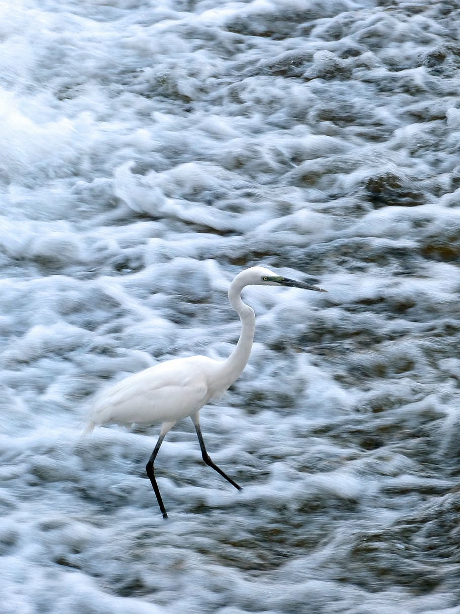 snowy egret, egret, bird, wildlife, water bird, river, animal themes, animal, animals in the wild, animal wildlife