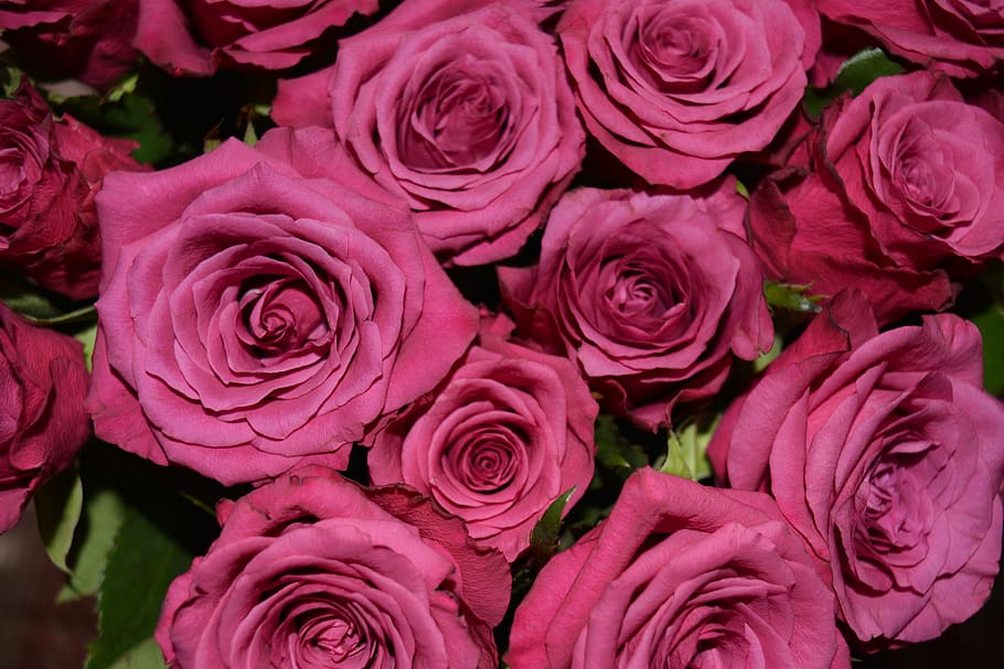 dusky pink, roses, blossom, bloom, bouquet, pink, rose bloom, flower, flowering plant, rose