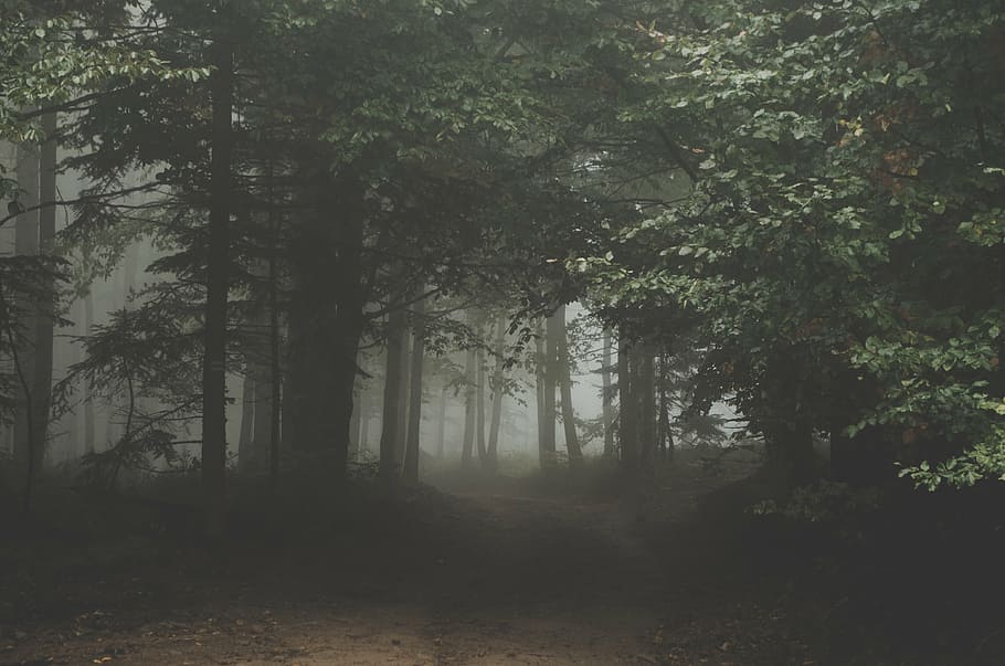 trees, covered, fog, forest, dark, woods, trail, path, pathway, mist