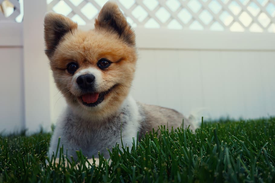 adult pomeranian, lying, lawn grass close-up photo, dog, puppy, cute, smile, grass, backyard, one animal