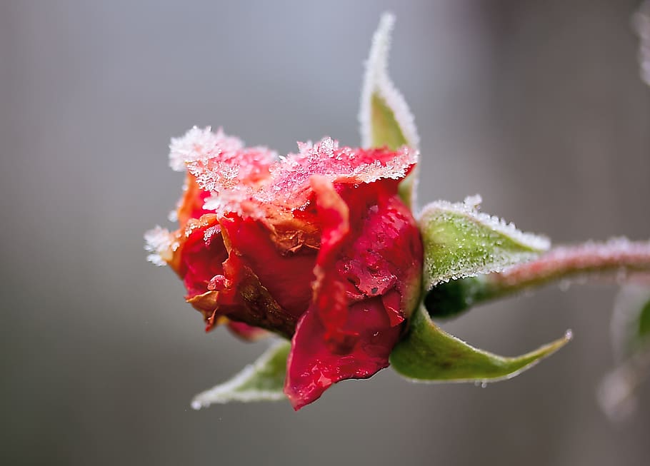 rose, frost, winter, flower, nature, frozen, cold, blossom, bloom, icy