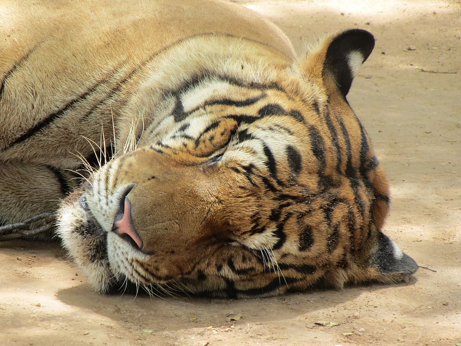 tiger, sleep, head, sleeping, animal, face, fur, wild, rest, lying