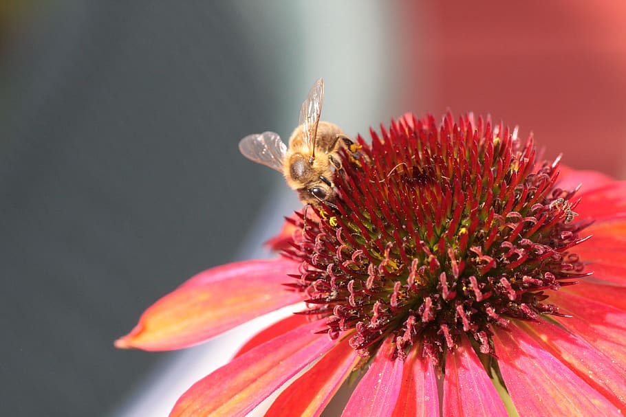 echinacea, roxo, abelha, flor, coneflower roxo, coneflower, echinacea purpurea, abelha selvagem, planta de jardim, verão