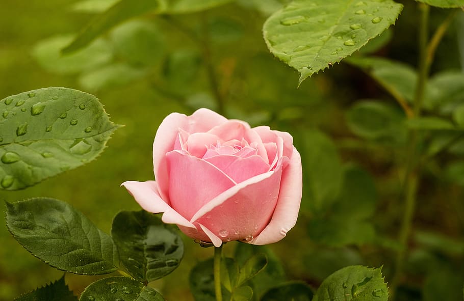 close, photography, pink, rose, flower, flowers, garden rose, nature, pink color, plant