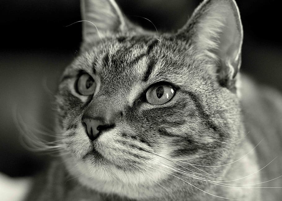 cat, whiskers, animals, pet, black and white, eyes, face, animal themes, animal, one animal