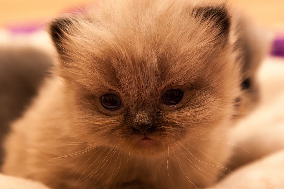 Foto de primer plano de gatito de pelo corto, beige, blanco, persas, gato, gato bebé, gatitos, animales, mamífero, temas de animales