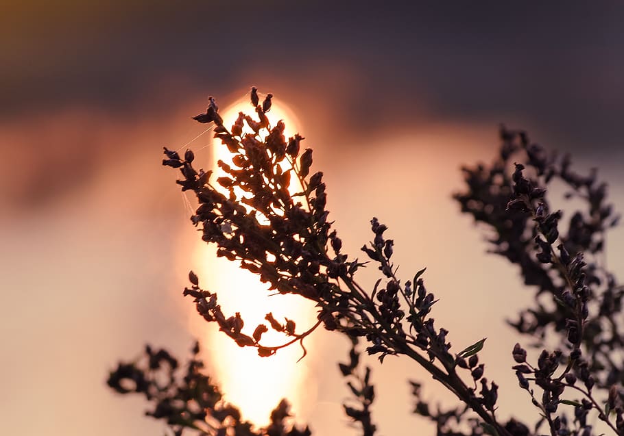dry plant, evening time, poetic mood, the silhouette, shadow, sunset, water, shine solar, heat, dry grass