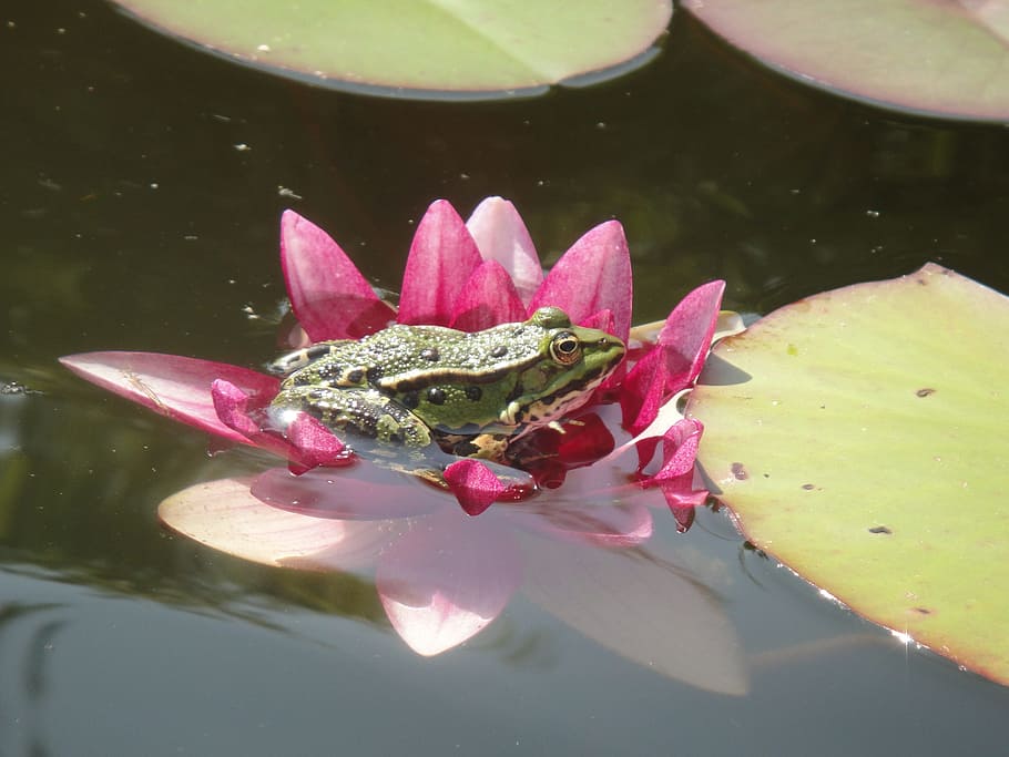 Frog, Amphibian, Pond, Water, green, water fauna, water lily, sheet, water plant, lily