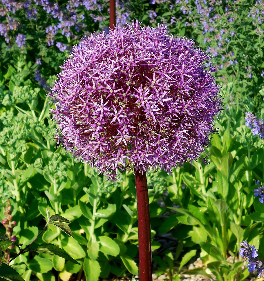 garlic huge, allium giganteum, flower, garden, purple, flowering plant, plant, freshness, growth, beauty in nature