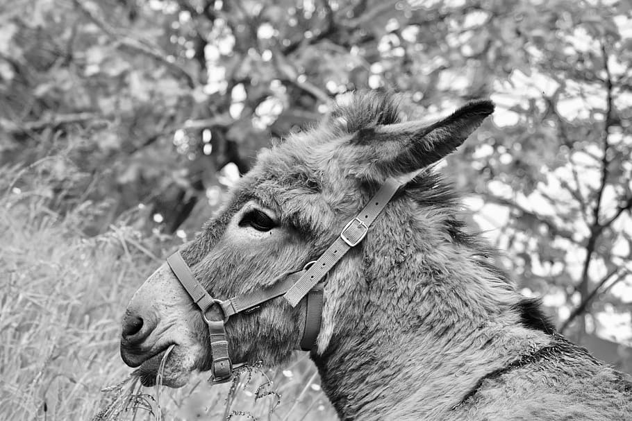 donkey, photo black white, gray donkey, ass croix saint andré, portrait profile donkey, tenderness, grey, donkey for hiking, equines, hug