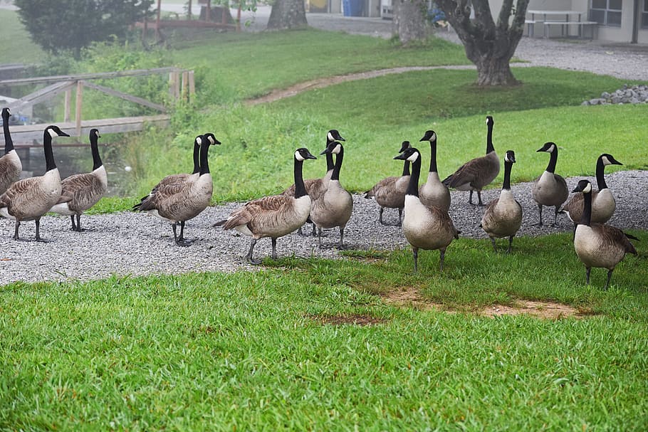 Gaggle, Geese, Canada Goose, Waterfowl, gaggle of geese, bird, animal, group, fog, nature