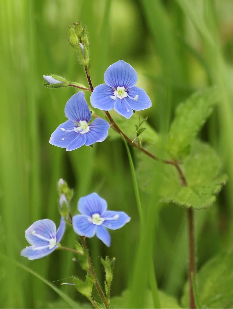 blue 4-petaled flowers, honorary award, blossom, bloom, flowers, plant, flower, meadow, summer, summer meadow