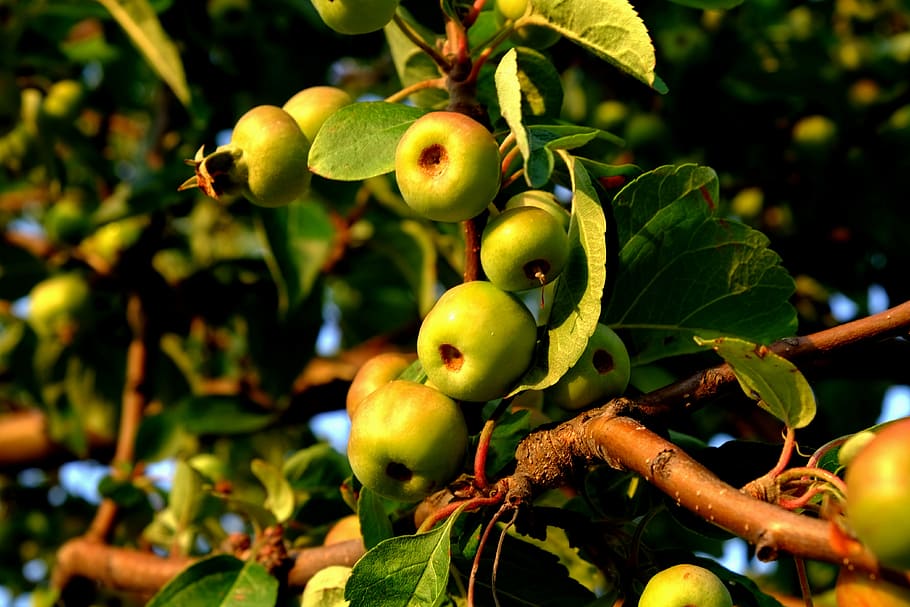 wild apple, wild growth, fruits, nature, edible, tasty, fruit, eat, immature, wildwachsend