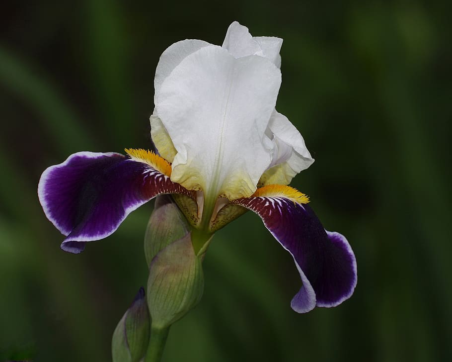 iris, flower, get well, cards, gardening, flowering plant, petal, fragility, vulnerability, beauty in nature