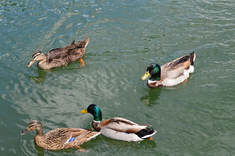 Ducks, Mallard, Water, swimming, floating, birds, mallard-duck, wildlife, pioneer park, nature