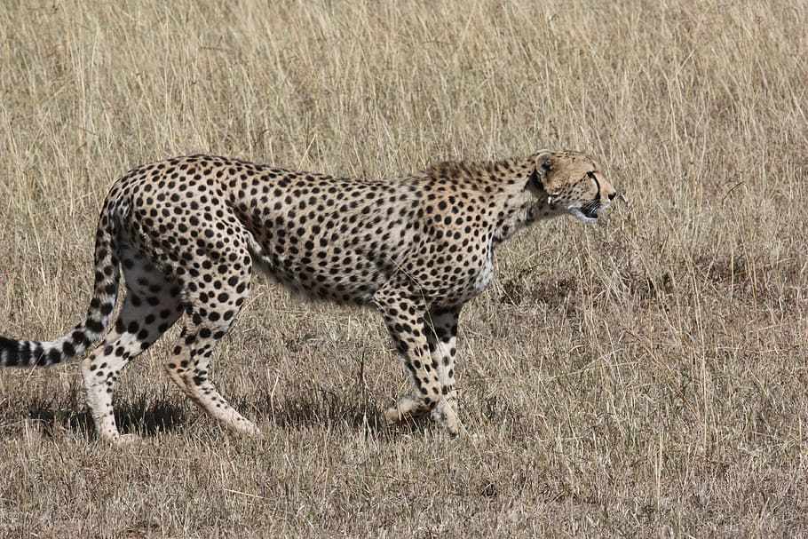 cheetah, kering, lapangan, perburuan, predator, kucing, kecepatan, cepat, dunia binatang, alam