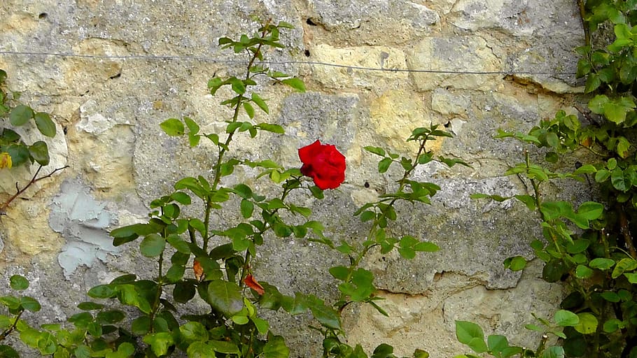 naik, dinding, rumpun pohon bunga mawar, kesepian, alam, kuncup mawar, merah, bunga, tanaman, fouling