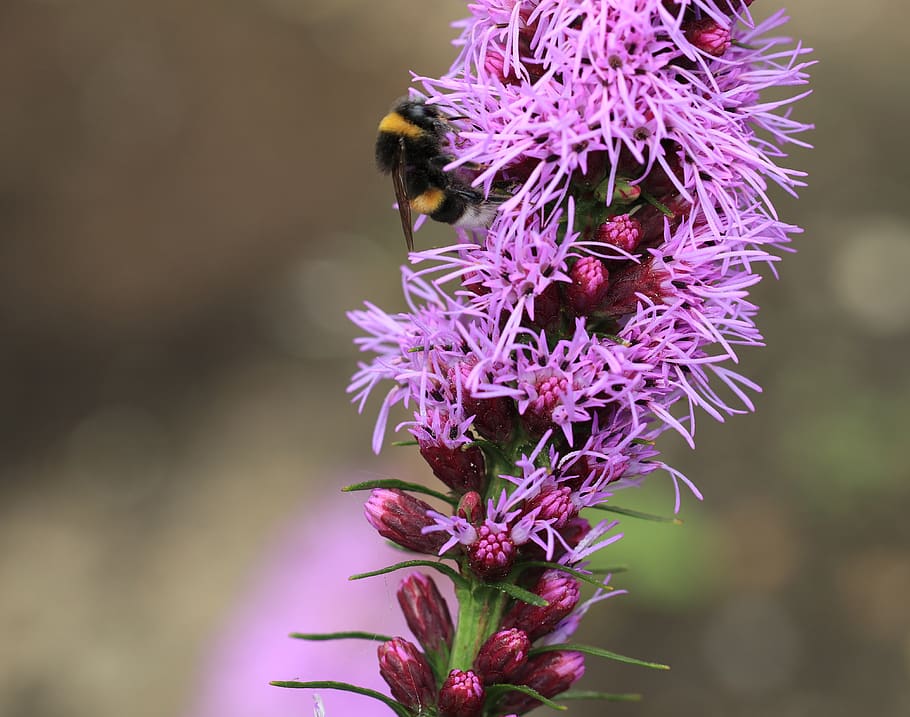 flower, pink, lampepoetser, liatris spicata, flora, fauna, nature, flowers, bumblebee, bee