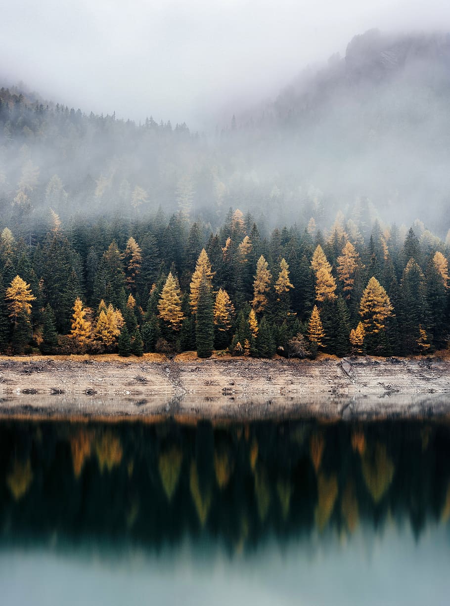 trees, covered, mist, mountain range, reflection, body, water, plants, nature, forests
