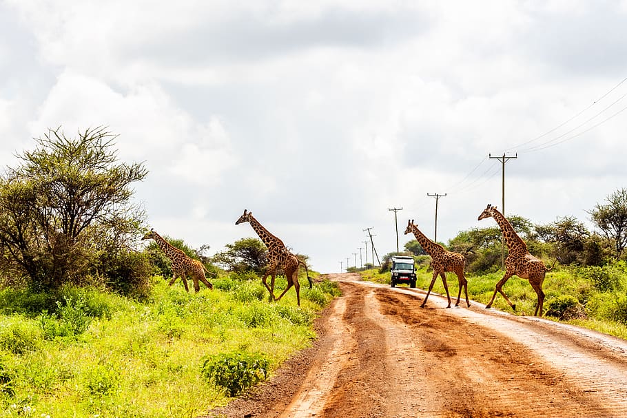 amboseli, amboseli national park, kenya, kenya safari, africa vacation safaris, giraffes, animals, wildlife graphy, wilderness, kilimanjaro
