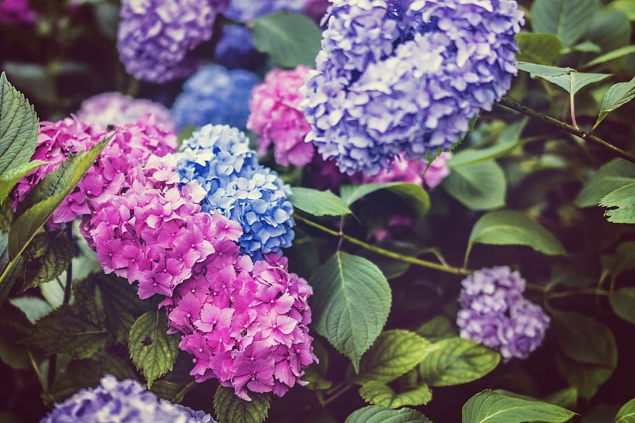 bunga, alam, daun, tempat tidur, bidang, cluster, merah muda, biru, ungu, kelopak